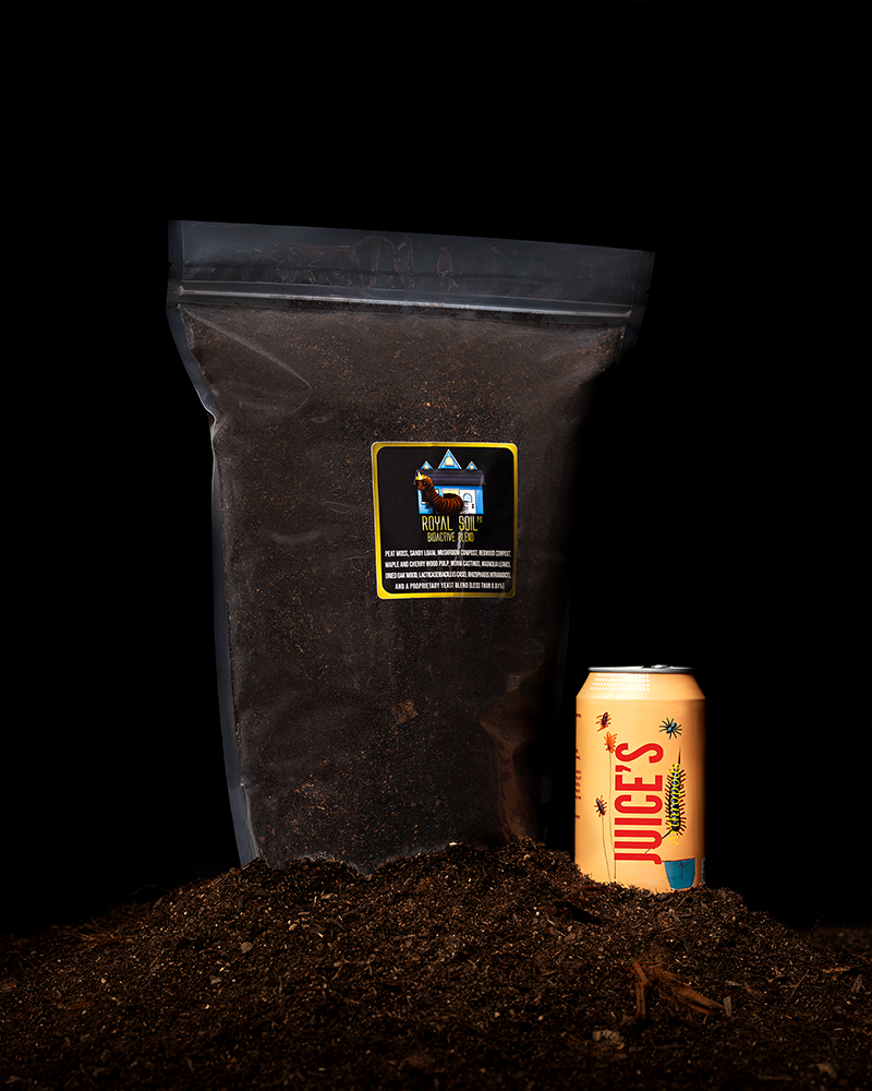 タラ　ババペア Buy Harpactira baviana (Purcell's Baboon Tarantula) — Juice's